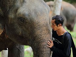 The relationship between an elephant and its mahout (caretaker) is a special one that revolves around mutual respect, love and trust. It’s a wonderful bond to witness