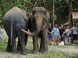 The elephants are very protective of one another. Watching them interact is very heartwarming, especially because it is obvious to see the love they have for one another