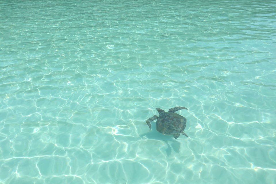 Sea turtle swimming in the clear water and the Surin Islands