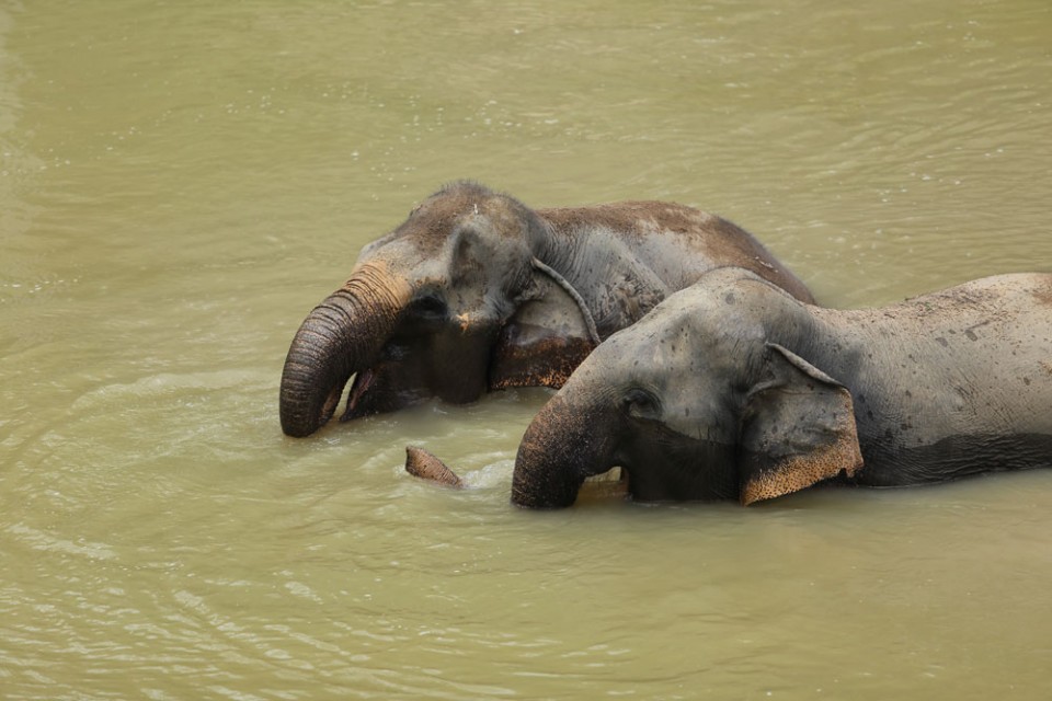 The Phuket Elephant Sanctuary gives visitors an opportunity to get up-close and personal with the elephants in their natural habitat and also watch them swim and play