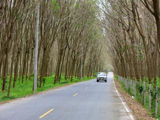 Rubber plantations in Phuket