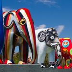 Elephant parade KRSR