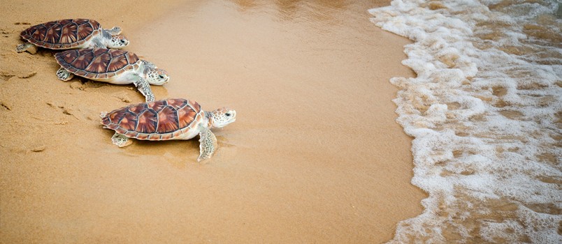 7th Mai Khao Turtle Release Set for Songkran Festival Celebration