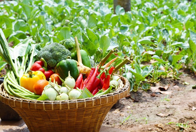 Mövenpick Resort & Spa Karon Beach Phuket Unveils Organic Vegetable and Herb Garden