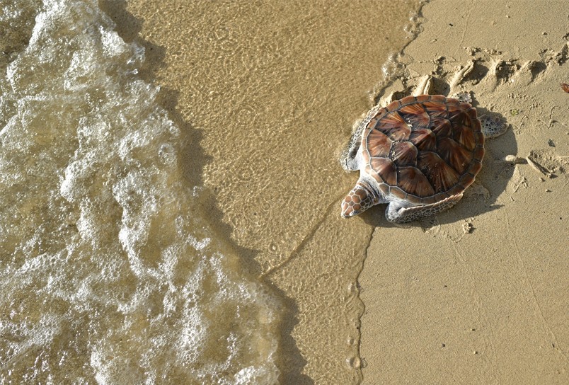 25 Years of Wildlife Conservation Marked at Laguna Phuket Sea Turtle Conservation 2019